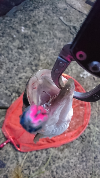 トップチヌ&シーバス