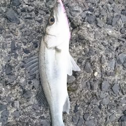 セイゴポチャパク