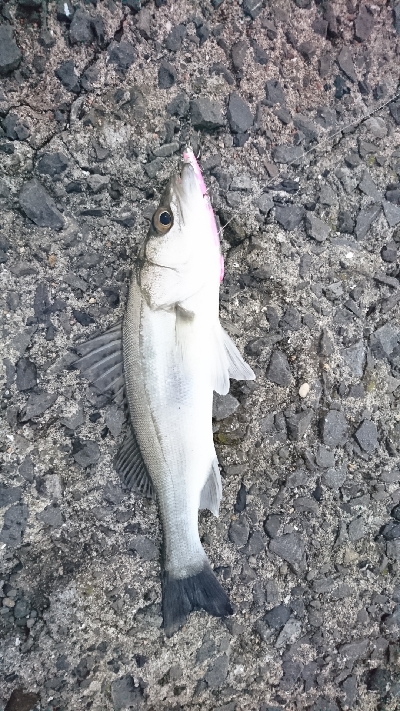 セイゴポチャパク