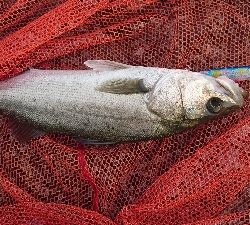 トップ道シーバス乱舞