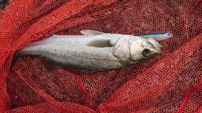 トップ道シーバス乱舞