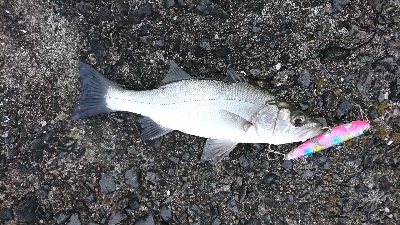 トップシーバス&チヌ仕事前の１時間…