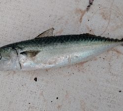 イカメタル不調