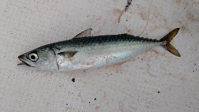 イカメタル不調