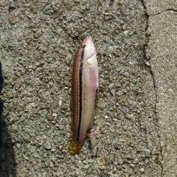 ここの相性悪いわ…貧貧貧果ですわ…