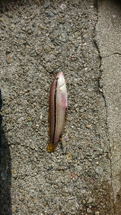 ここの相性悪いわ…貧貧貧果ですわ…