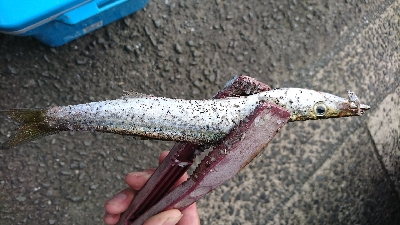カマス真っ昼間に爆釣