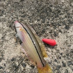 本格投げ竿＆ちょい投げで54打数24安打(笑)