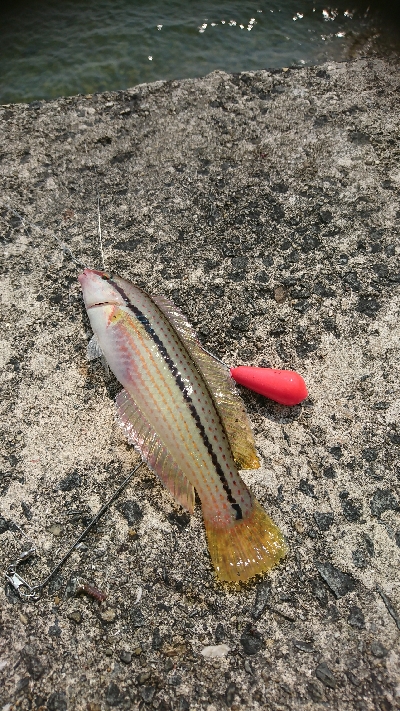 本格投げ竿＆ちょい投げで54打数24安打(笑)