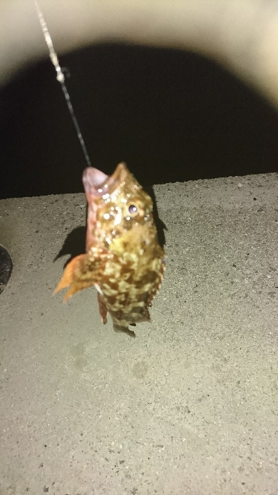 ショアジギ不発…余り石ゴカイでタコ＆ガッシーかぁ…