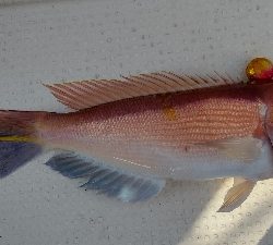 シイラは入れ食い