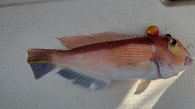 シイラは入れ食い