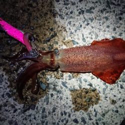 ムーンナイトエギング