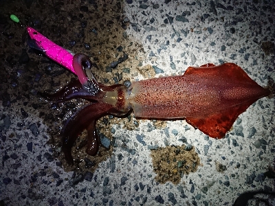 ムーンナイトエギング