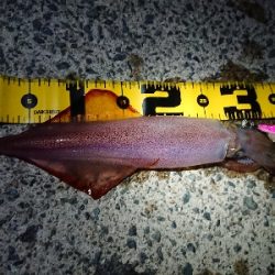 強風でのケンサキイカ狙い