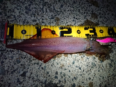 強風でのケンサキイカ狙い