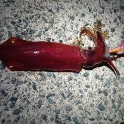 お盆の食糧確保に……