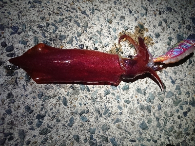 お盆の食糧確保に……