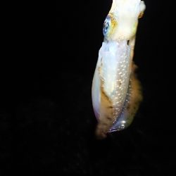 夕方からエギング