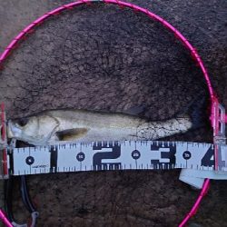 加斗の海岸で半夜のエビまき釣り