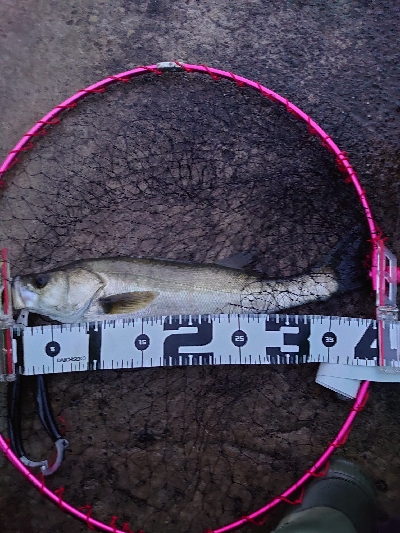 加斗の海岸で半夜のエビまき釣り