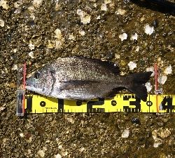 マルキュー クラブ