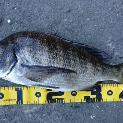 冷蔵のカニより 粋のいいカニが釣れる