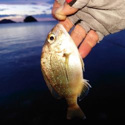 エビ撒きでアコウ