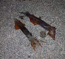 ケンサキイカ、はじまりました