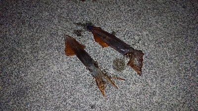 ケンサキイカ、はじまりました