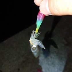 南風のケンサキ調査