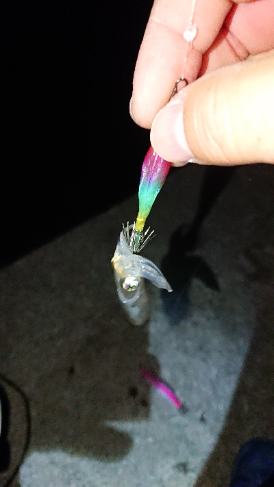 南風のケンサキ調査