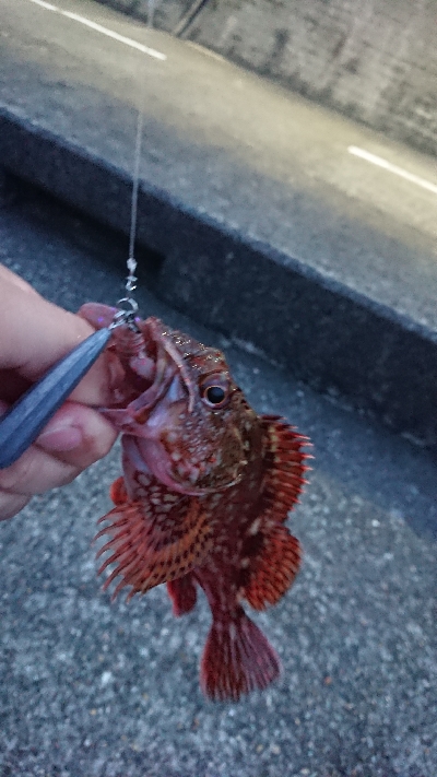 超強南風のロックフィッシュ