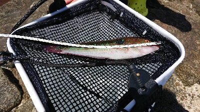 型が良いものばかり！