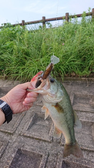 ギルロイドベビー