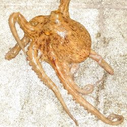 大潮のタコ釣り