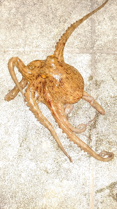 大潮のタコ釣り