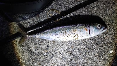 ケンサキエギング