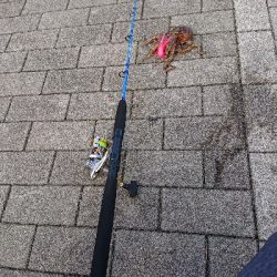 タコタコタコ！