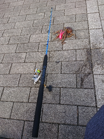 タコタコタコ！