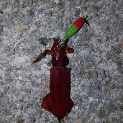 ケンサキ終わり?