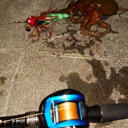 久しぶりのタコ釣り