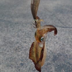 アオリイカ調査