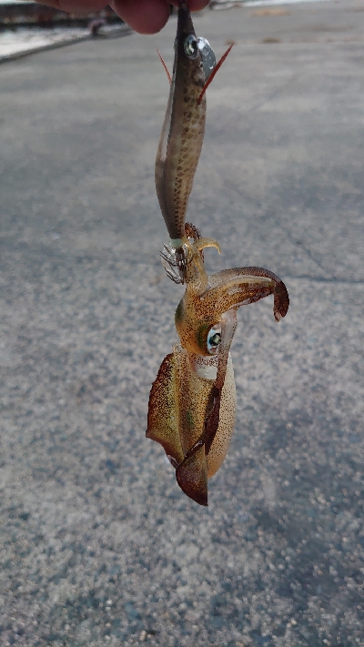 アオリイカ調査