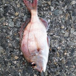 ショアジギからちょい投げ