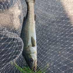 停泊船ゲーム真夏の昼下がり