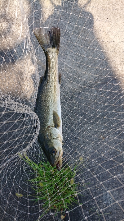 停泊船ゲーム真夏の昼下がり