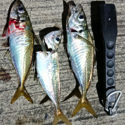 アジング いつまで釣れるかな