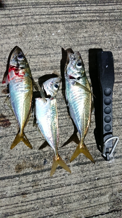 アジング いつまで釣れるかな