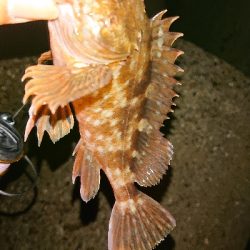 タモ網買い換え検討中